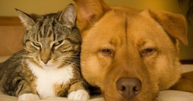 Tips til hunde- og katteejere: Giv dit kæledyr et sundt liv