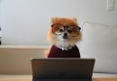Første hund? Find gode råd og vejledning online