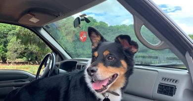 3 tips når du skal køre med hund i din bil
