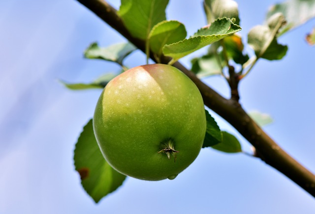 Lær det rette æbletræ beskæringsteknik